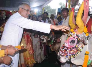 मुख्यमंत्री निवास में आज ‘पोरा-तीजा‘ तिहार मनेगा,नांदिया-बैला के साथ सेल्फी के लिए बना जोन bhupesh baghel