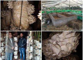 छत्तीसगढ़ के मशरूम उत्पादक युवा किसान सौरभ जंघेल को राष्ट्रीय सम्मान SOURABH JANGHEL