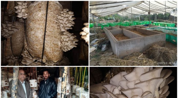 छत्तीसगढ़ के मशरूम उत्पादक युवा किसान सौरभ जंघेल को राष्ट्रीय सम्मान SOURABH JANGHEL