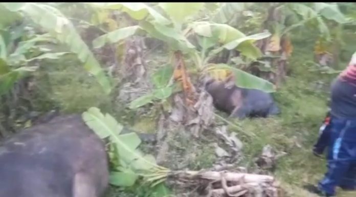 बिजली का तार खेत में गिरा, 8 मवेशियों की मौत