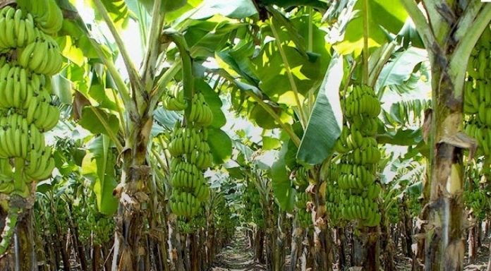 केले की खेती के लिए प्रति हेक्टेयर 50 हजार रूपए का अनुदान