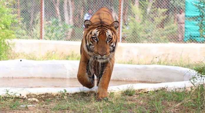 नवा रायपुर जंगल सफारी की तर्ज पर रामचुआ-हरमो में बनेगा एक और जंगल सफारी