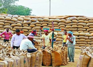 राज्य में धान खरीदी का आंकड़ा 52 लाख मीट्रिक टन से पार
