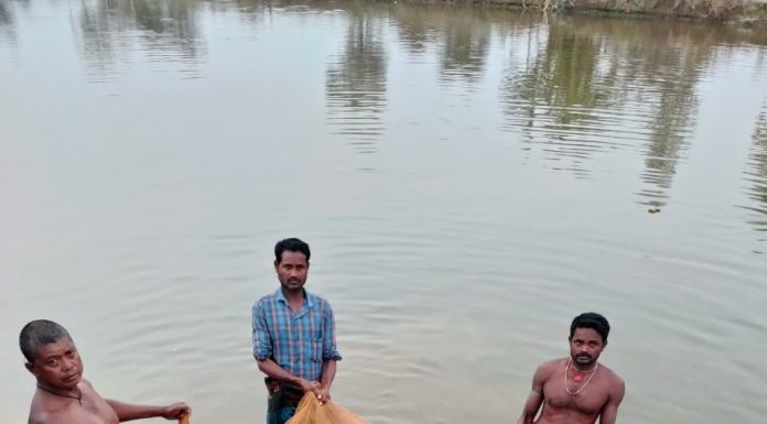 मत्स्य पालकों को स्थानीय हेचरियों से मिल रहे रियायती मूल्य पर मत्स्य बीज