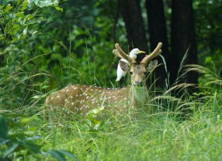 रायपुर : बारनवापारा अभ्यारण्य को मिला नया स्वरूप