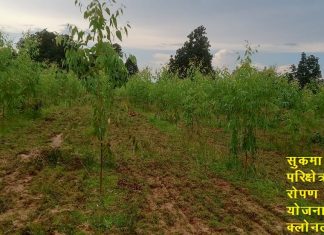 हरियाली प्रसार योजना: तीन वर्षों में 83 लाख से अधिक पौधों का रोपण