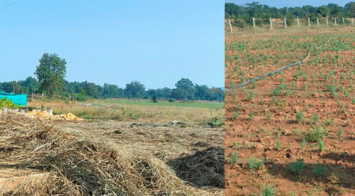 छत्तीसगढ़ में औषधीय प्रजातियों के कृषिकरण कार्य को बढ़ावा