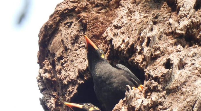 राष्ट्रीय उद्यान से लगे गांवों तक अब राजकीय पक्षी की गूंज रही मीठी बोली