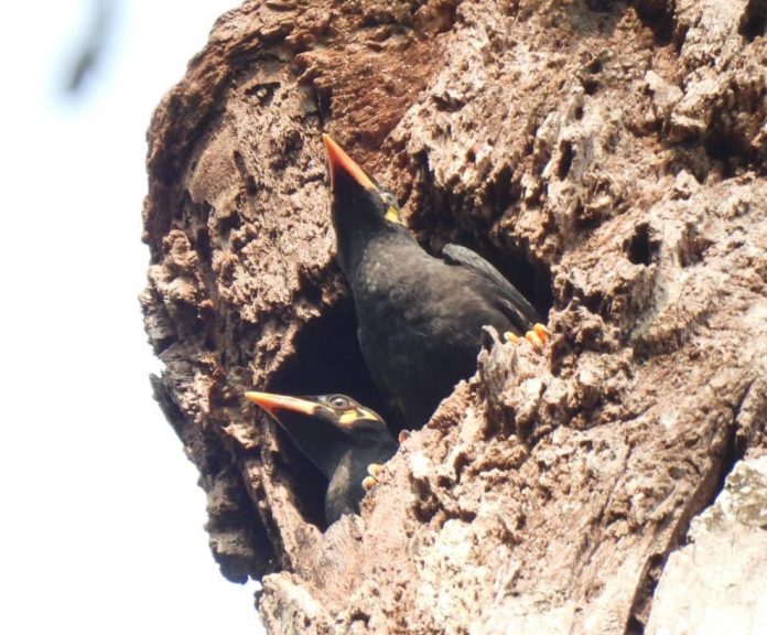The sweet speech of the state bird is now echoing in the villages adjacent to the National Park