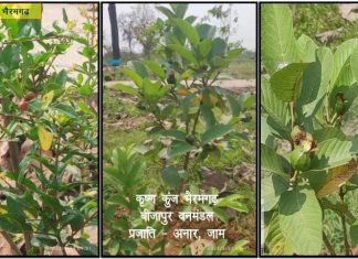 कृष्ण कुंज: अब तक 169 नगरीय निकायों के 224 एकड़ रकबा में 55 हजार से अधिक पौधे रोपित