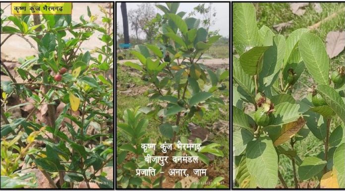 कृष्ण कुंज: अब तक 169 नगरीय निकायों के 224 एकड़ रकबा में 55 हजार से अधिक पौधे रोपित