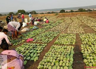छत्तीसगढ़ में अब तक तीन चौथाई तेंदूपत्ता का संग्रहण पूर्ण