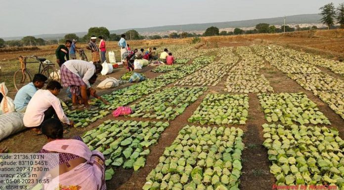 छत्तीसगढ़ में अब तक तीन चौथाई तेंदूपत्ता का संग्रहण पूर्ण