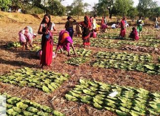 तेन्दूपत्ता संग्रहण: वनांचल में बिखेरी हरा सोना की चमक