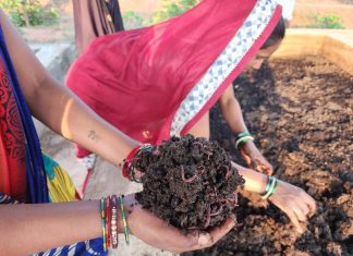 मासुल गौठान की महिलाओं ने वर्मी कम्पोस्ट एवं केंचुआ संवर्धन कर बिक्री से कमाए लगभग 3 लाख रूपए