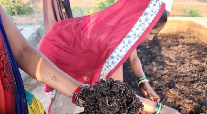 मासुल गौठान की महिलाओं ने वर्मी कम्पोस्ट एवं केंचुआ संवर्धन कर बिक्री से कमाए लगभग 3 लाख रूपए