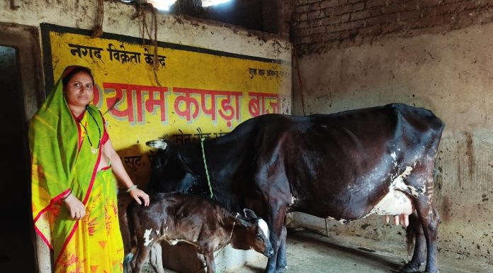 गौ पालन से गृहिणी रुक्मणी पटेल बनी आर्थिक स्वावलंबन की मिसाल