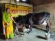 गौ पालन से गृहिणी रुक्मणी पटेल बनी आर्थिक स्वावलंबन की मिसाल