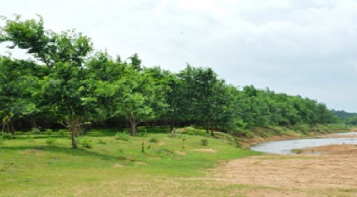 प्रदेश में 4 सालों में नदी तट के 4 हजार से अधिक हेक्टेयर रकबा हरीतिमा से आच्छादित, 47 लाख पौधे के वृक्षारोपण से 40 नदियों का तट हुआ हरा-भरा