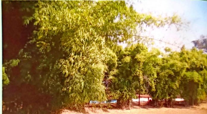 संवरेंगे बिगड़े बांस के वन,बसोड़ों, पानबरेजा परिवारों और हस्तशिल्प कारीगरों को मिलेगा लाभ