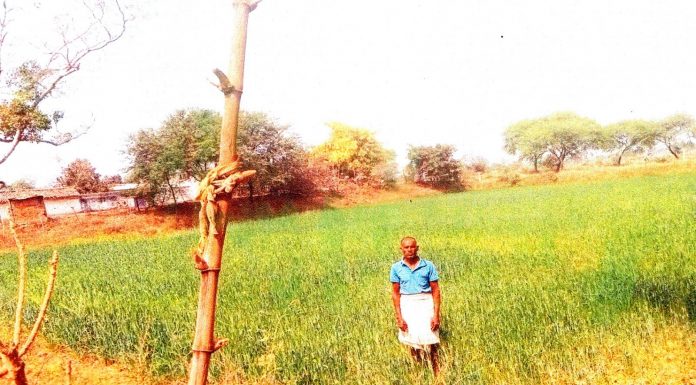 शासन की योजनाओं का लाभ लेकर कम लागत में किसान कर रहे फसलों की अच्छी पैदावार