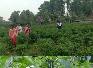 मिर्च की खेती से महिलाएं स्व-रोजगार की राह पर, जशपुर के पाठ क्षेत्र मिर्च की खेती के लिए प्रसिद्ध