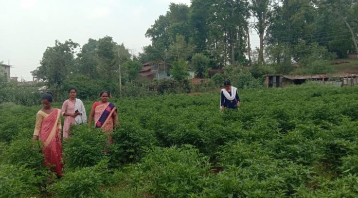 मिर्च की खेती से महिलाएं स्व-रोजगार की राह पर, जशपुर के पाठ क्षेत्र मिर्च की खेती के लिए प्रसिद्ध