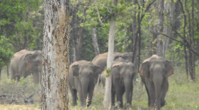 मानव-हाथी द्वंद पर नियंत्रण के लिए वन विभाग द्वारा विशेष मॉनिटरिंग