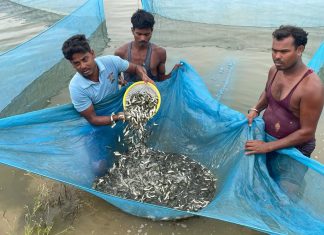 देश में मत्स्य बीज उत्पादन में पांचवें और मत्स्य उत्पादन में छठवें स्थान पर है छत्तीसगढ़