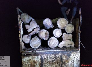 वन विभाग टीम की कार्यवाही में भारी मात्रा में सागौन लकड़ी और वाहन जप्त