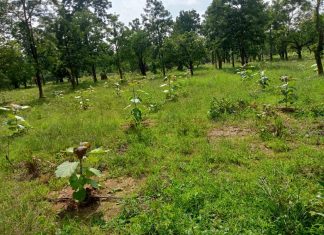 ’मुख्यमंत्री वृक्ष सम्पदा योजना ’ बड़े पैमाने पर वाणिज्यिक वृक्षारोपण को मिलेगा बढ़ावा