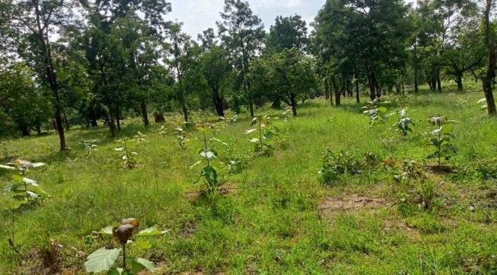 ’मुख्यमंत्री वृक्ष सम्पदा योजना ’ बड़े पैमाने पर वाणिज्यिक वृक्षारोपण को मिलेगा बढ़ावा