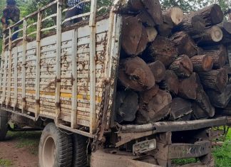 वन विभाग की कार्रवाई में अवैध लकड़ियां और गाड़ी जप्त