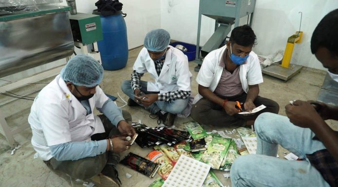 सीताफल का संग्राहकों को उचित मूल्य दिलाने वन विभाग की प्रभावी पहल