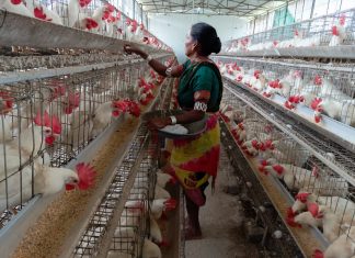 रीपा बन रहे महिलाओं के आर्थिक समृद्धि के आधार