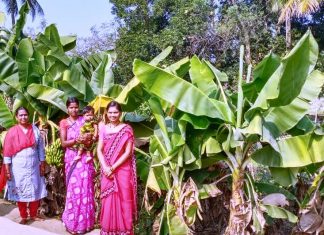 गांव के हर घर में पोषण बाड़ी, बीजापुर, नैमेड़ नयापारा आंगनबाड़ी केंद्र के सभी बच्चे कुपोषण से बाहर हुए