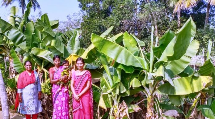 गांव के हर घर में पोषण बाड़ी, बीजापुर, नैमेड़ नयापारा आंगनबाड़ी केंद्र के सभी बच्चे कुपोषण से बाहर हुए