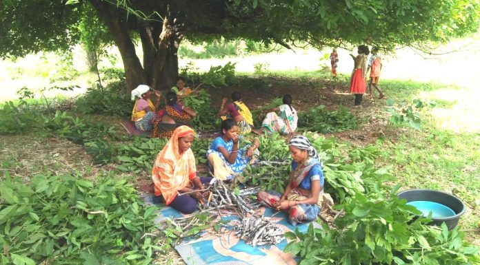 छत्तीसगढ़ में देश के तीन चौथाई लघु वनोपजों का संग्रहण