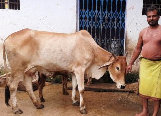 कृत्रिम गर्भाधान योजना से मिल रहा है आर्थिक संबल , योजना से प्रतिवर्ष हो रही है लगभग 4 लाख रूपए की सालाना आय