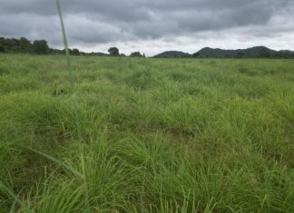 लेमनग्रास अब छत्तीसगढ़ में : 800 एकड़ से अधिक रकबा में लेमनग्रास की हो रही खेती