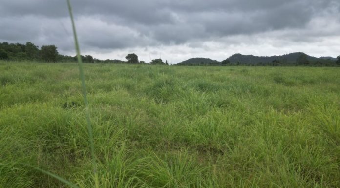 लेमनग्रास अब छत्तीसगढ़ में : 800 एकड़ से अधिक रकबा में लेमनग्रास की हो रही खेती