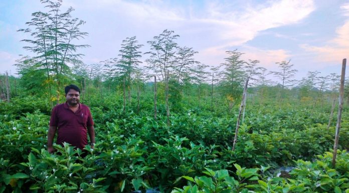 कुंवर सिंह किसान बैंगन, टमाटर की खेती से साल में 25 लाख रूपए का शुद्ध मुनाफा कमा रहे
