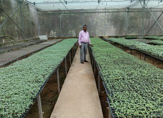 मिनी प्लग टाइप सीडलिंग यूनिट: किसानों के लिए गुणवत्तायुक्त पौधों का नया समाधान