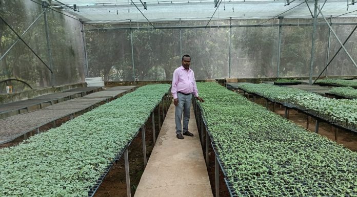 मिनी प्लग टाइप सीडलिंग यूनिट: किसानों के लिए गुणवत्तायुक्त पौधों का नया समाधान