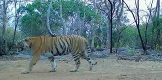 उदंती-सीतानदी में बाघिन की दस्तक, टाइगर रिजर्व के सुनहरे भविष्य की जगी उम्मीद