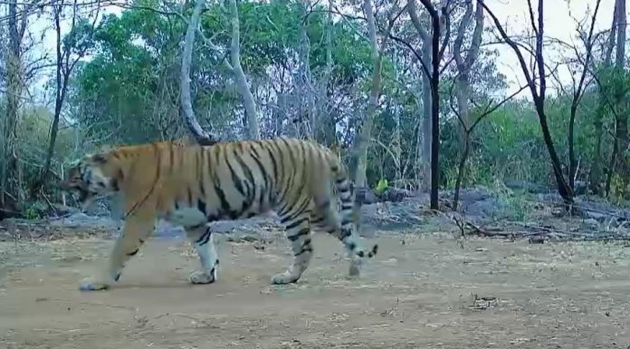 उदंती-सीतानदी में बाघिन की दस्तक, टाइगर रिजर्व के सुनहरे भविष्य की जगी उम्मीद