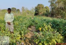 धान से ग्राफ्टेड बैंगन तक बदली किसान कंदर्प नायक की तकदीर
