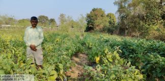 धान से ग्राफ्टेड बैंगन तक बदली किसान कंदर्प नायक की तकदीर