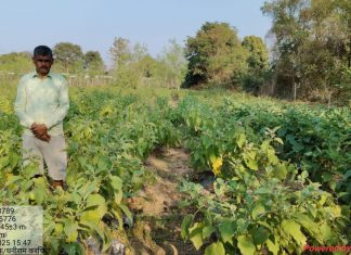 धान से ग्राफ्टेड बैंगन तक बदली किसान कंदर्प नायक की तकदीर