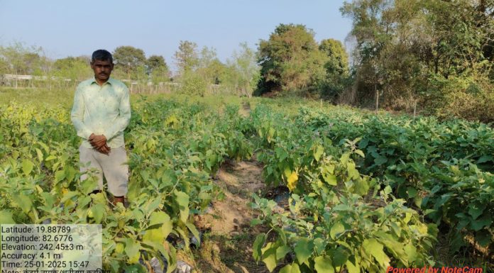 धान से ग्राफ्टेड बैंगन तक बदली किसान कंदर्प नायक की तकदीर